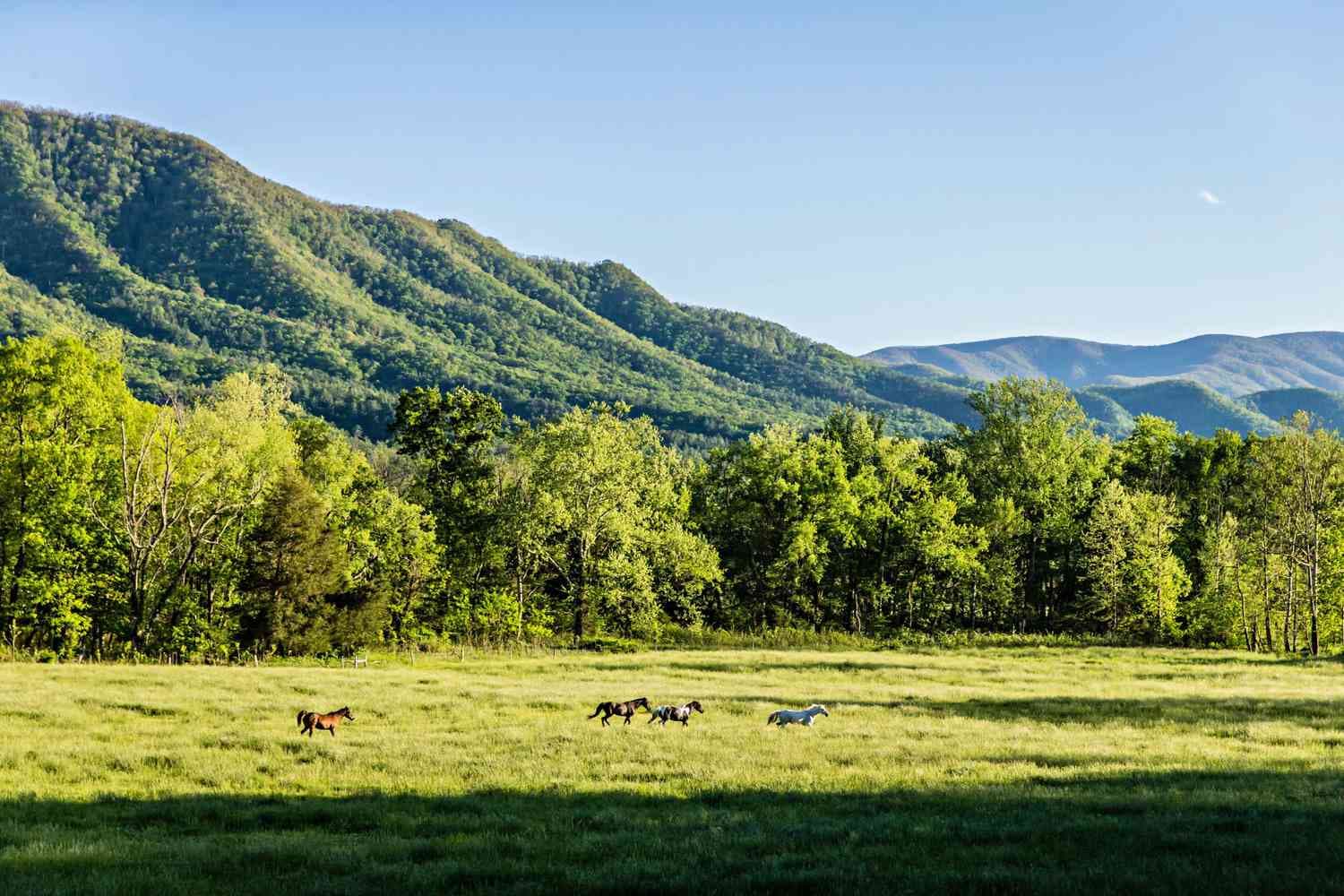 Nature Calls: A Guide to Wild Escapes for the Soul-Seeker in 2025